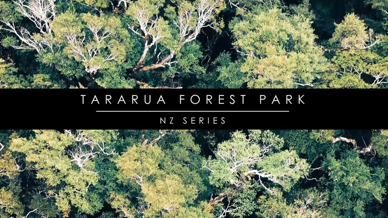 TARARUA FOREST PARK // NZ Series