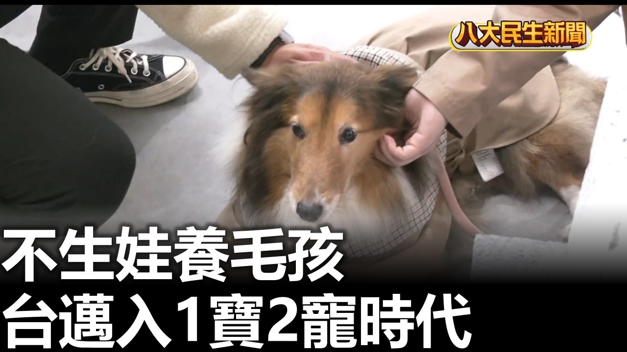 不生娃養毛孩 台邁入1寶2寵時代 |【民生八方事】| 2026031015 #八大民生新聞
