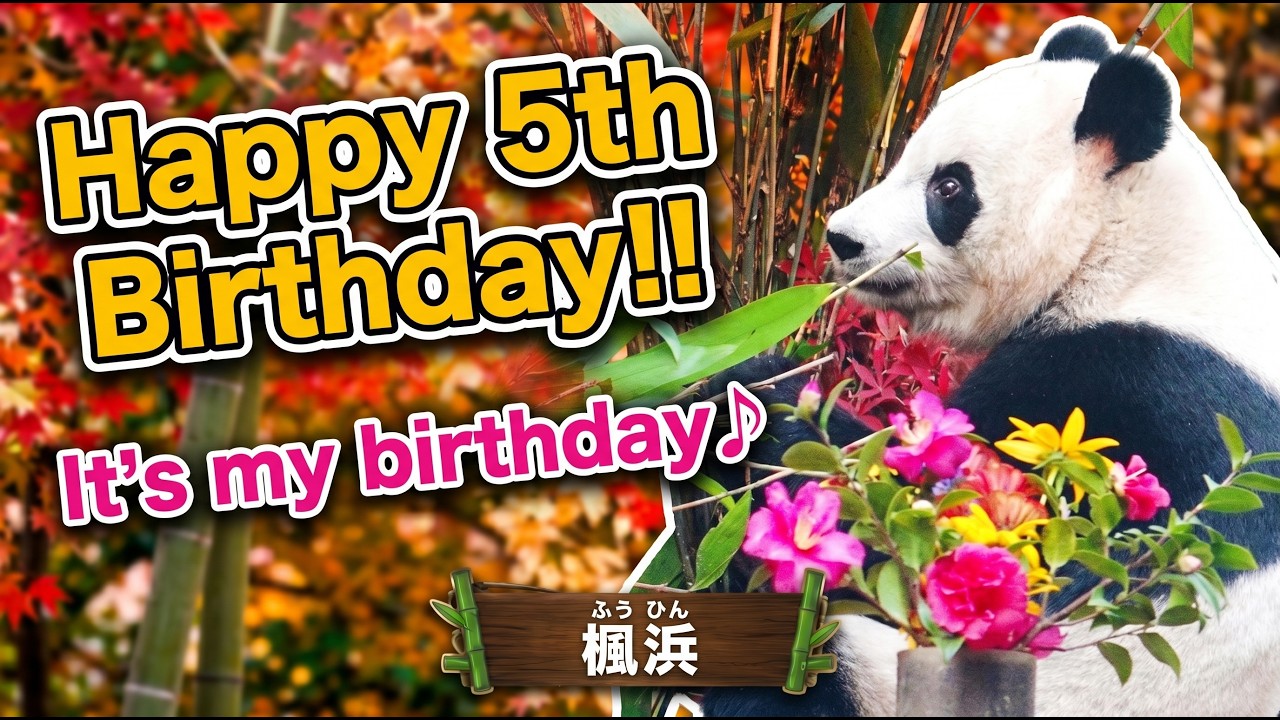 ㊗ 5歳のお誕生日おめでとう♪バースデーの楓浜(ふうひん)の様子🐼🎂