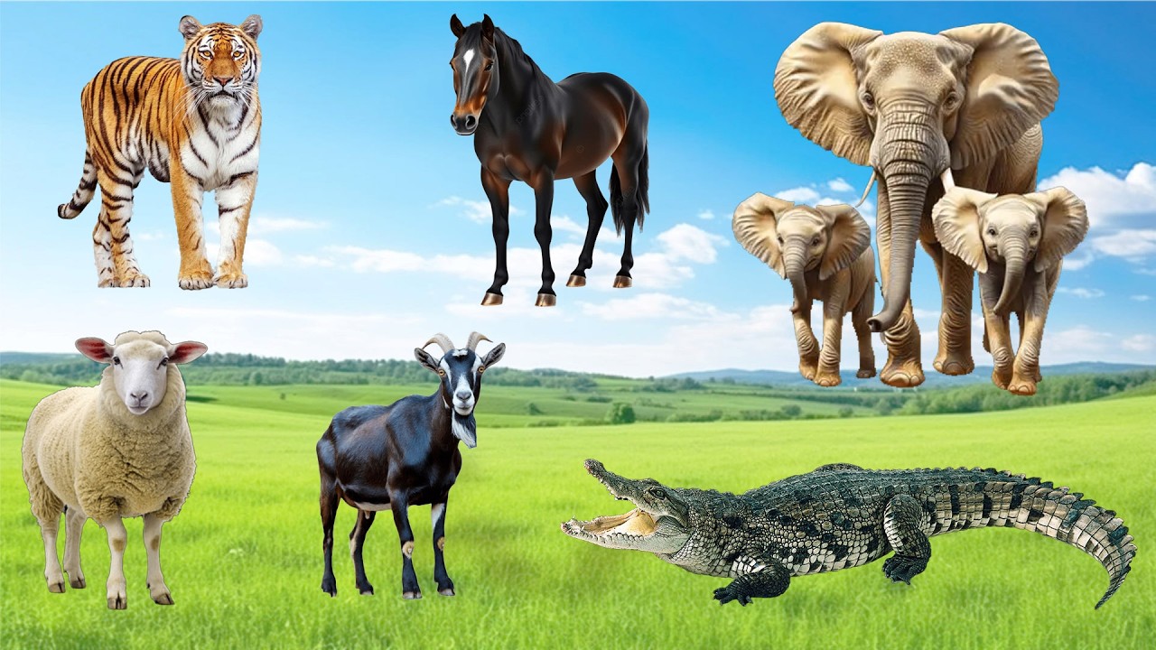 Wild Animal Sounds: Tiger, Horse, Cow, Sheep, Goat, Crocodile - Animal Videos