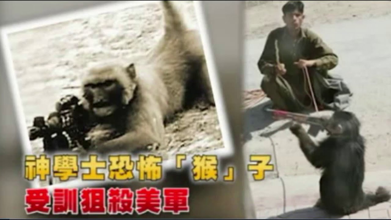 monkey jihad Taiwanese animation