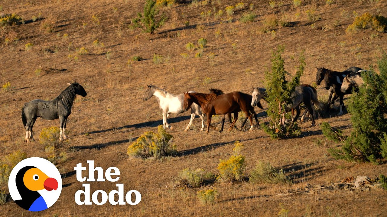 Woman Spends Year Trying To Find This Captured Wild Horse And All Of His Mares And Babies | The Dodo