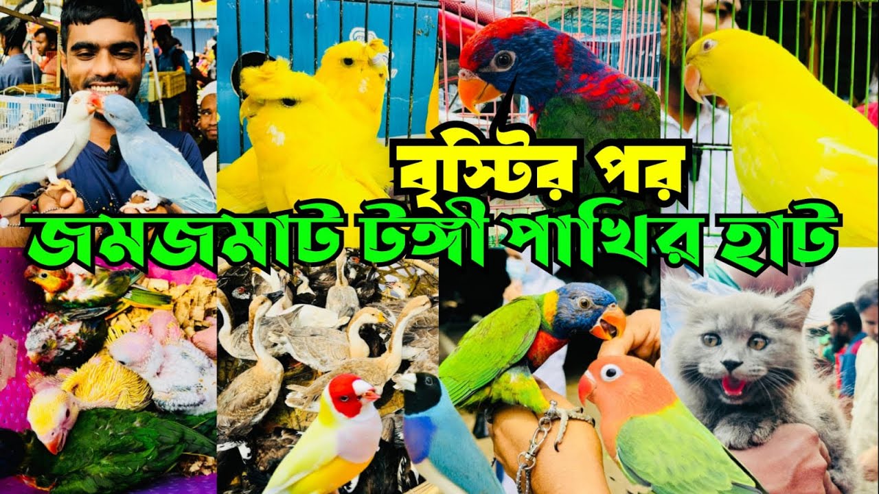 বৃস্টির পর জমে উঠলো টঙ্গী পাখির হাট | HD Sound | Tongi Pakhir Hat | Tongi Bazar Pakhir Hat #viral