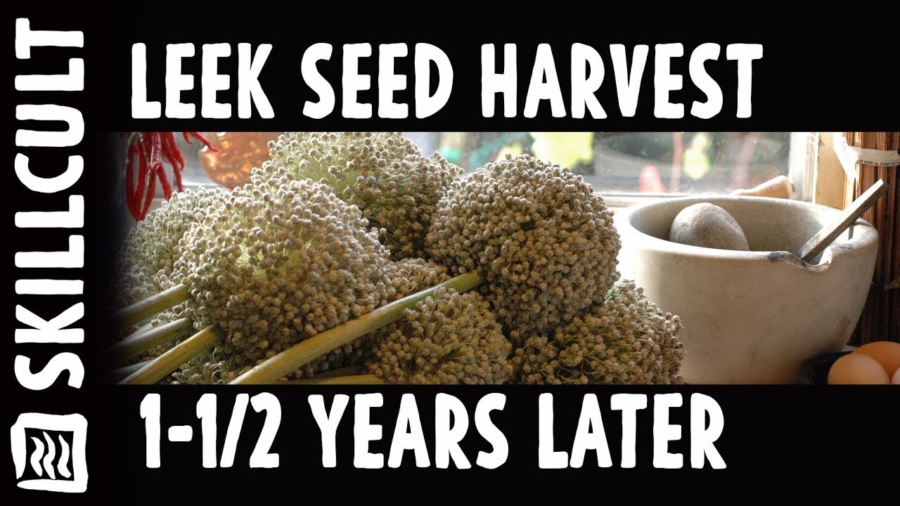 One and a Half Years later....Harvesting Bulgarian Giant Leek Seeds