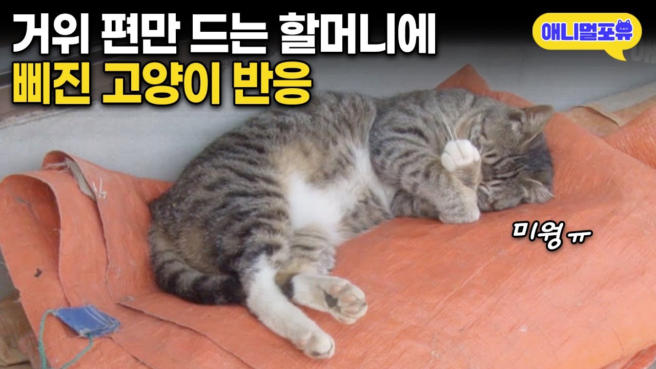 [빠부 2부] 거위편만 들어주는 할머니에 삐진 고양이 '삼식이' I KBS 반려동물극장 단짝 150414 방송