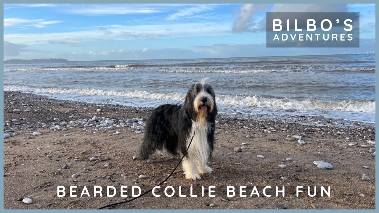 Beach Fun & Recall Practice for our Dog