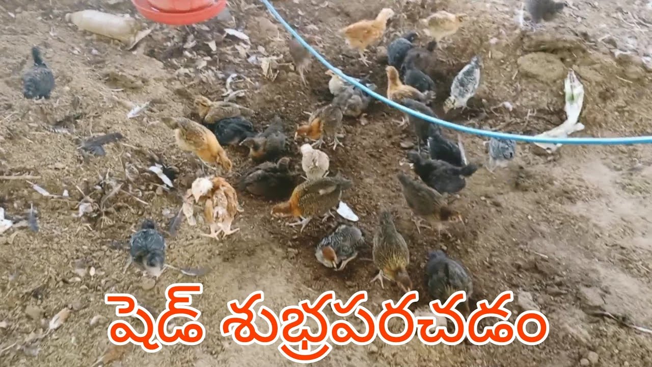 shed cleaning |sonali chicks 🐤
