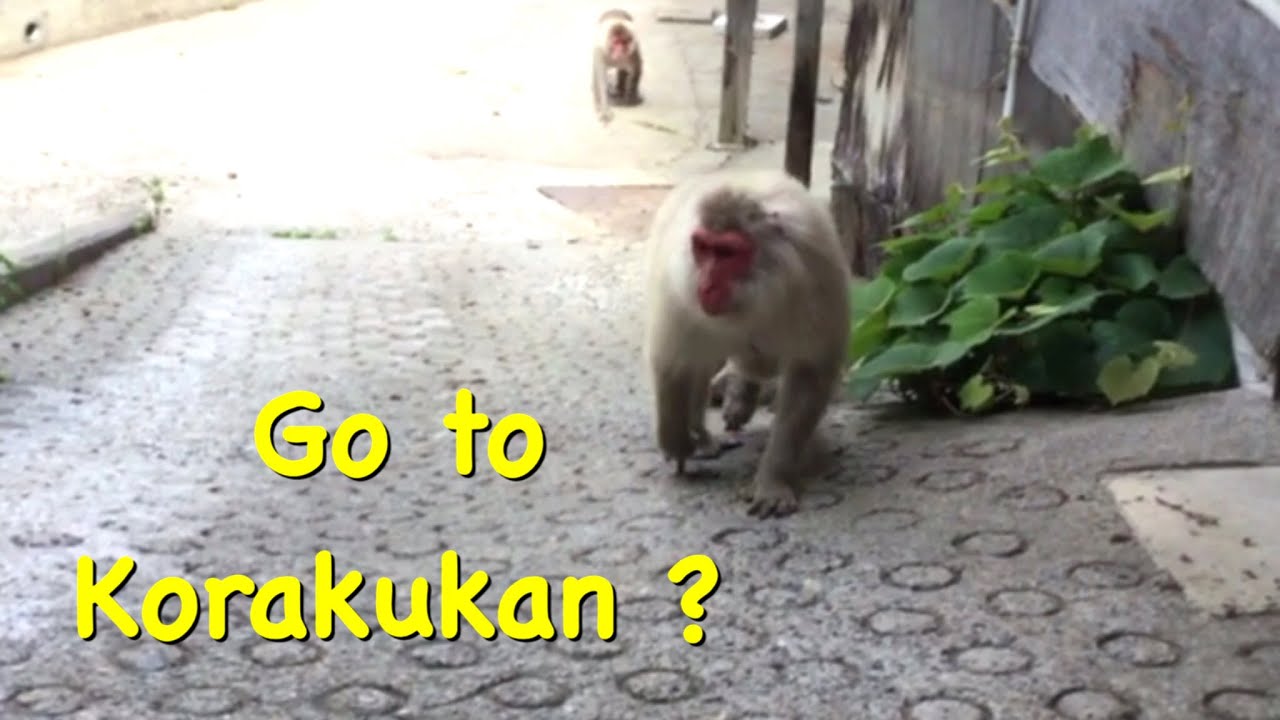 『SNOW MONKEYS JIGOKUDANI 』51 ( Korakukan ?) Tokkuri mountain Jigokudanionsen jigokudani yaen-Koen
