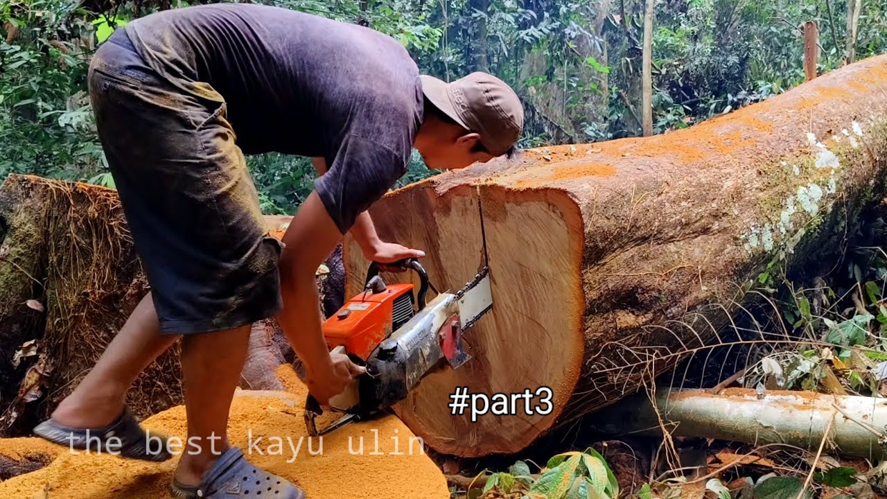 Kayu ulin yang di olah gaya operator kalimantan!! Kayu ulin hutan tropis pedalaman