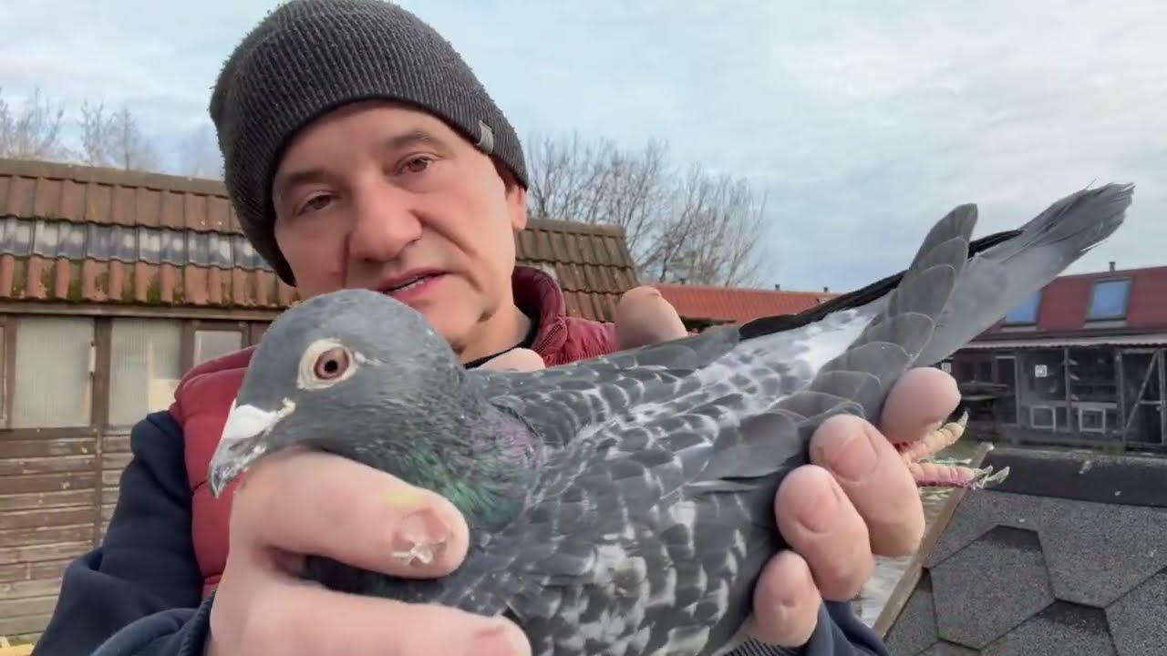 Gołębie Hallmann-Schaerlaeckens/ Baranowski-Pitbull /Leo Heremans olimpiade 03 /Wierzbicki 513016809