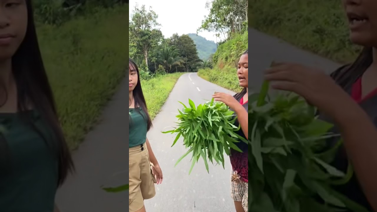 Mencari daun singkong #kalimantanbarat #gadisdayak #sayurkampung 