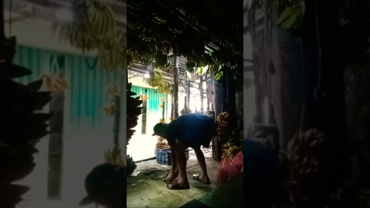 Beresin lapak pisang #videoshort #fyp