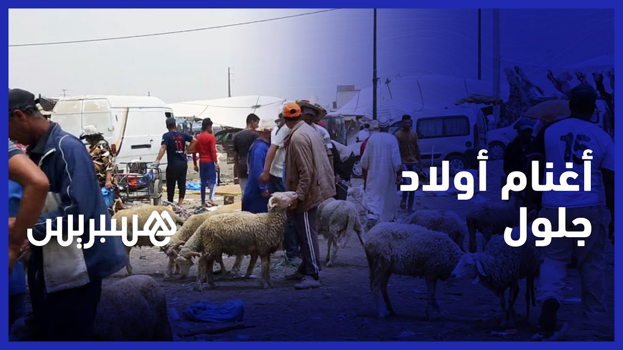 وفرة الأكباش وثمن مناسب بسوق الأحد أولاد جلول  إقليم القنيطرة