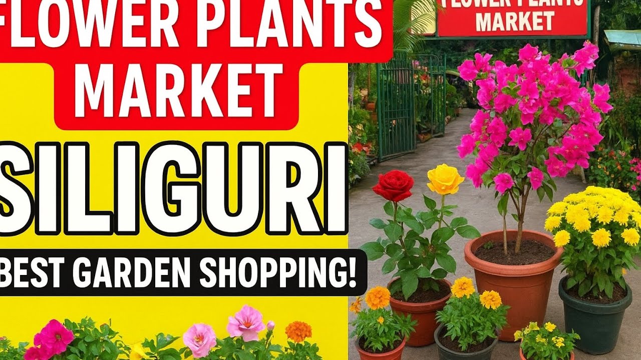 Flower Plants Market Siliguri | Flowering Plants & Garden Shopping/Winter plants shopping #siliguri 
