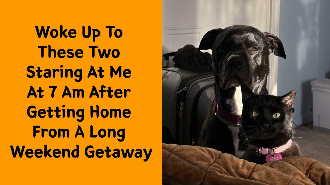 50 Animals Caught At Their Most Gloriously Derpy