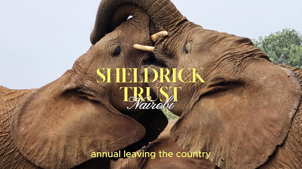 🐘 Sheldrick Wildlife Trust in Nairobi | Elephant Orphanage Tour, Tickets, Prices & Visitor Guide