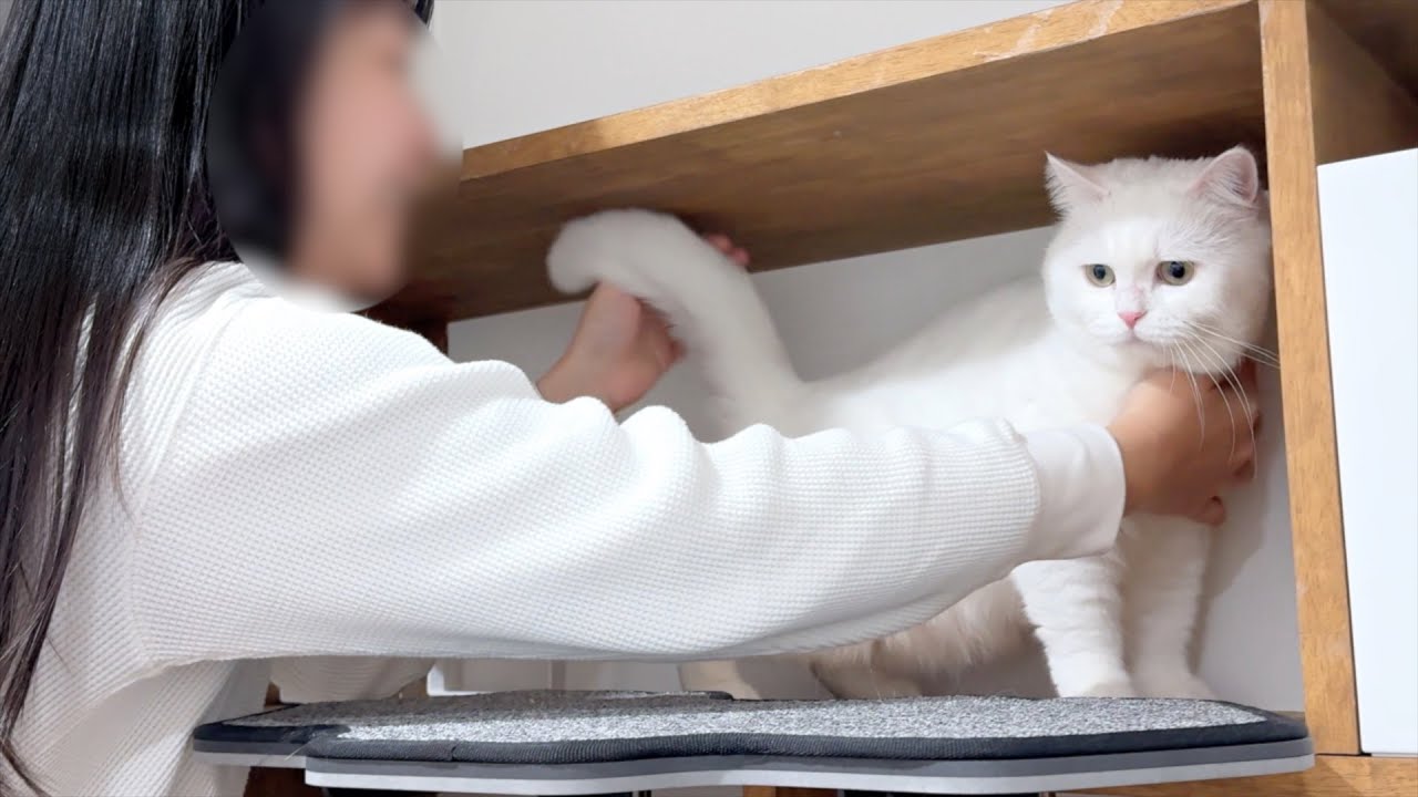 飼い主に本気で怒られている猫がこちらです…