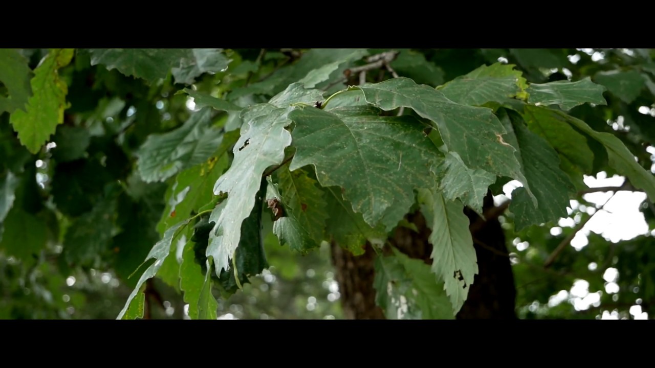 G85 with Crane V2 Gimbal Test Footage 4K