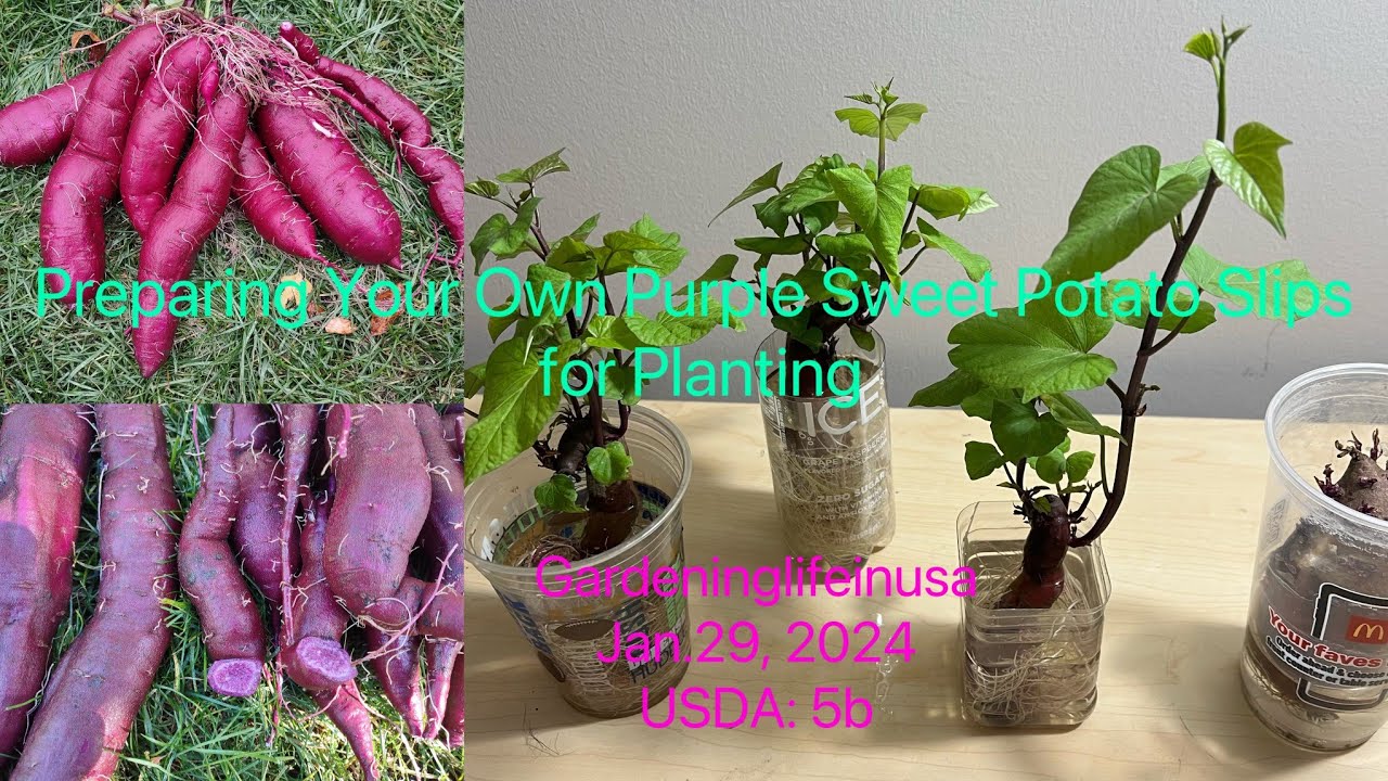 How to prepare your slips  for planting from store buy purple sweet potatoes (怎样用紫薯获得紫薯苗)#gardening