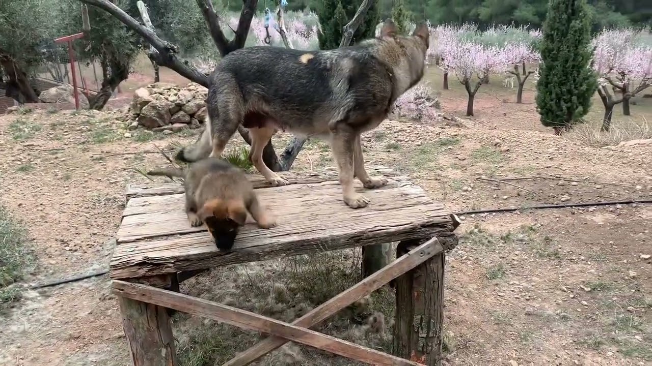 Selección del cachorro