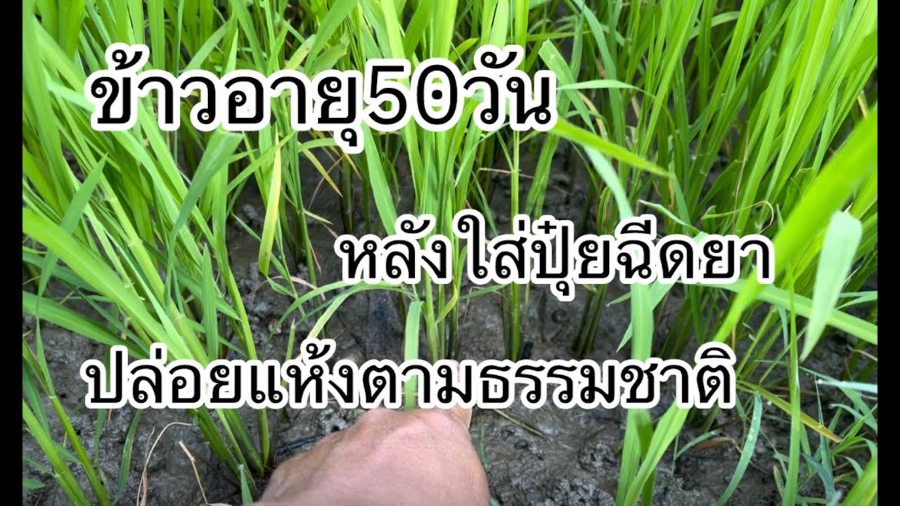 ข้าวอายุ50วันแนวทางปล่อยแห้ง