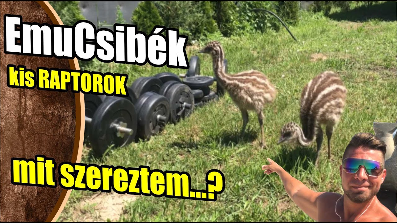 Kisdínó vagy Emucsibe - rendeltem mámeg valamit a netről: kisraptorok, emu futkos az udvaron