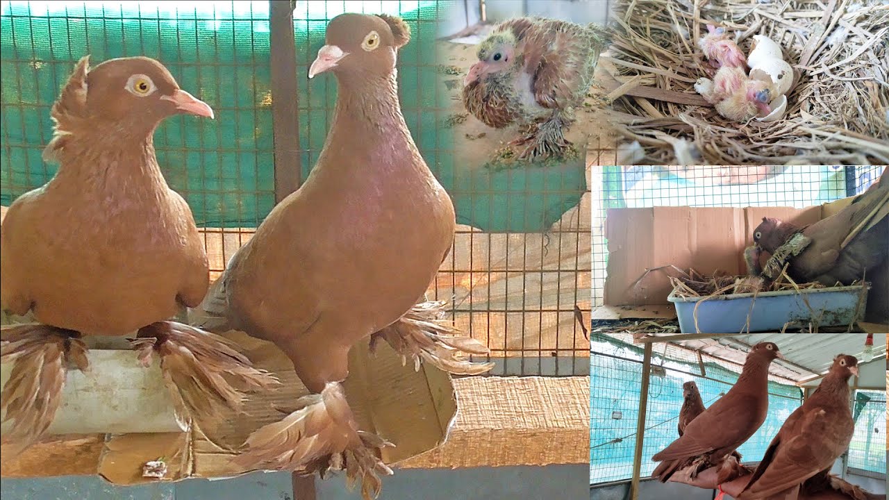 Australian Red Pigeon Hatching Eggs | Baby Pigeon Growth to Flying Video | Pigeons Lover Nani