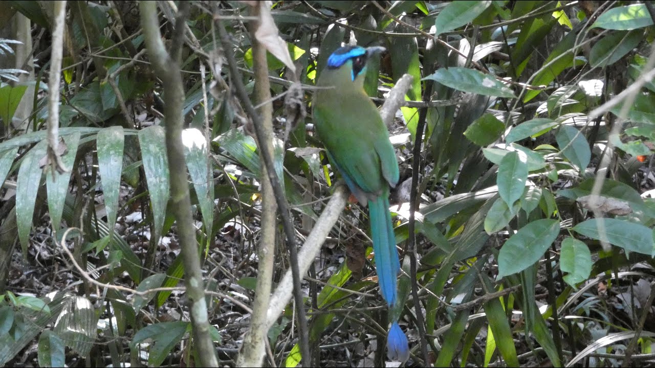 Costa Rica - Chapitre 6 Une Faune !