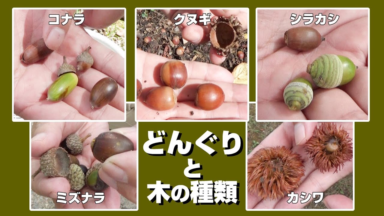 どんぐりと木の種類～どんぐりの名前を覚えよう♪