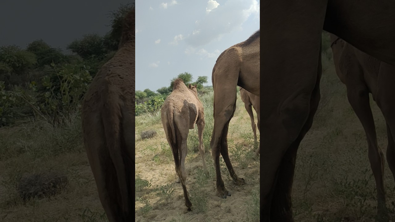 A young camel is standing next to its mother#camel#young#viralvideo#youtubevideo