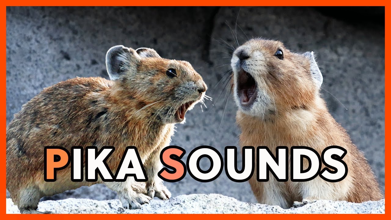 Pika Sounds, Pika Squeaks and Calls