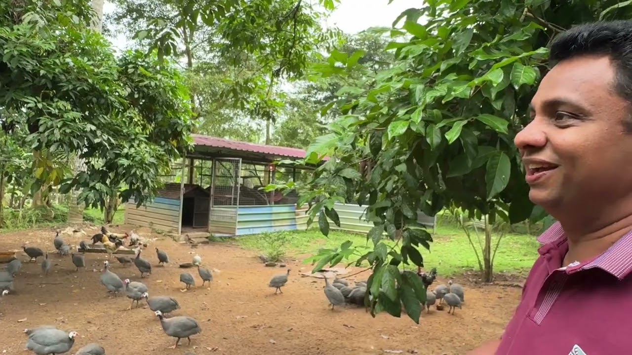 ඉරිදා දවසසේ ගොවිපලට....