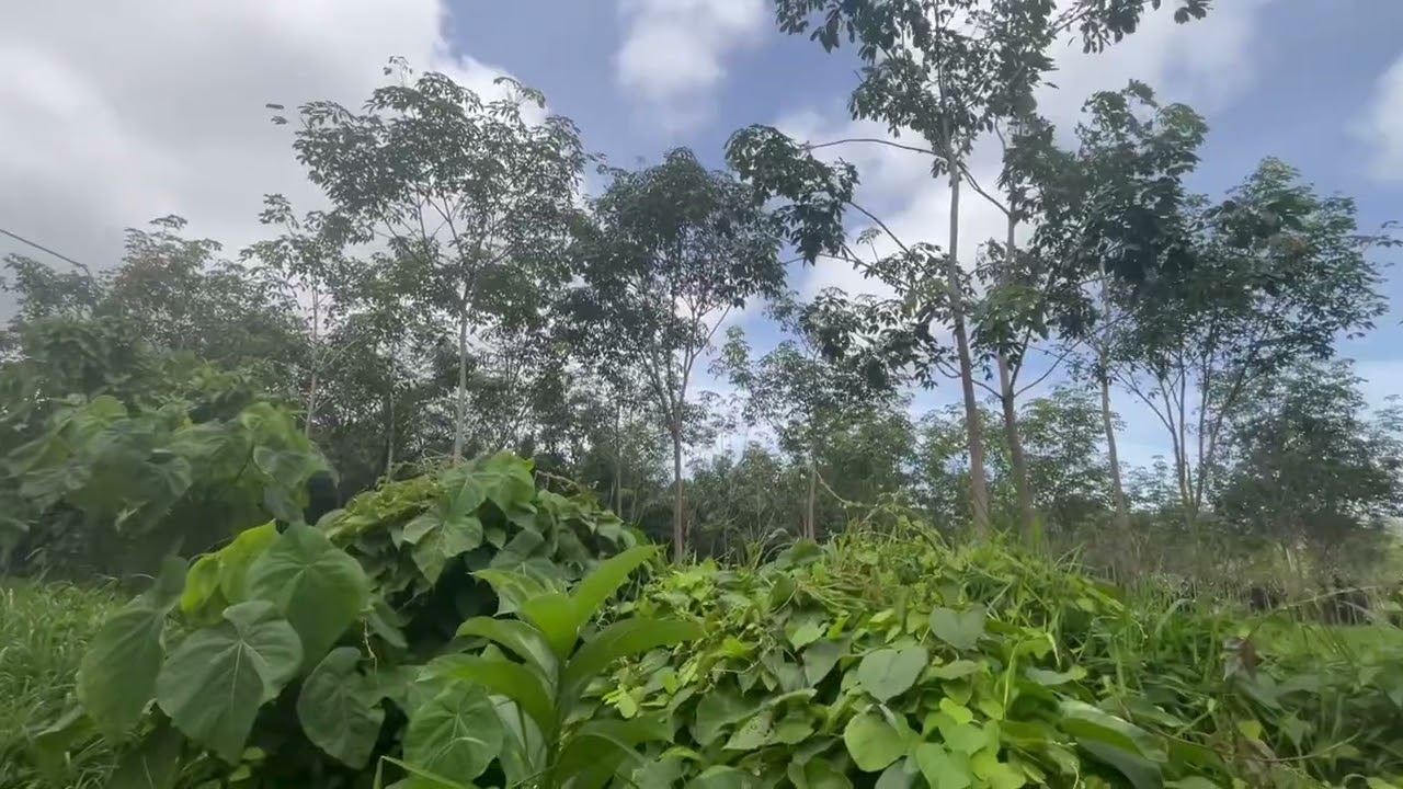 Peaceful 4.5-Rai Land Surrounded by Nature, Near Sarasin Bridge and Beaches. Perfect for Investment