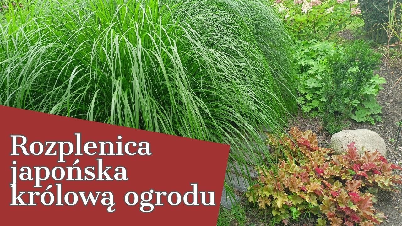 ROZPLENICA JAPOŃSKA KRÓLOWĄ OGRODU