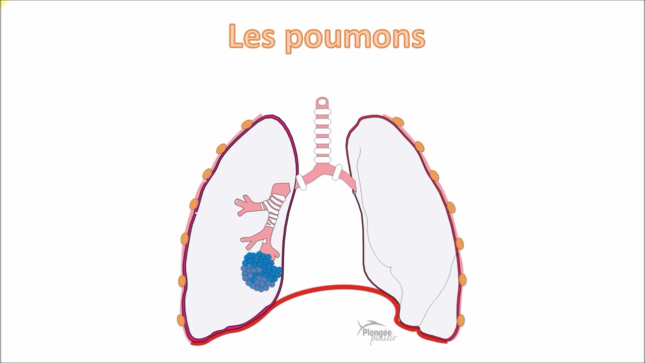 Théorie plongée Niveau 1 - cours n°3 : les barotraumatismes