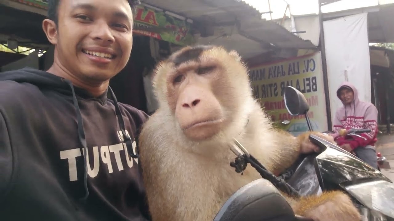 beruk bastian beli ikan malah jadi pusat perhatian
