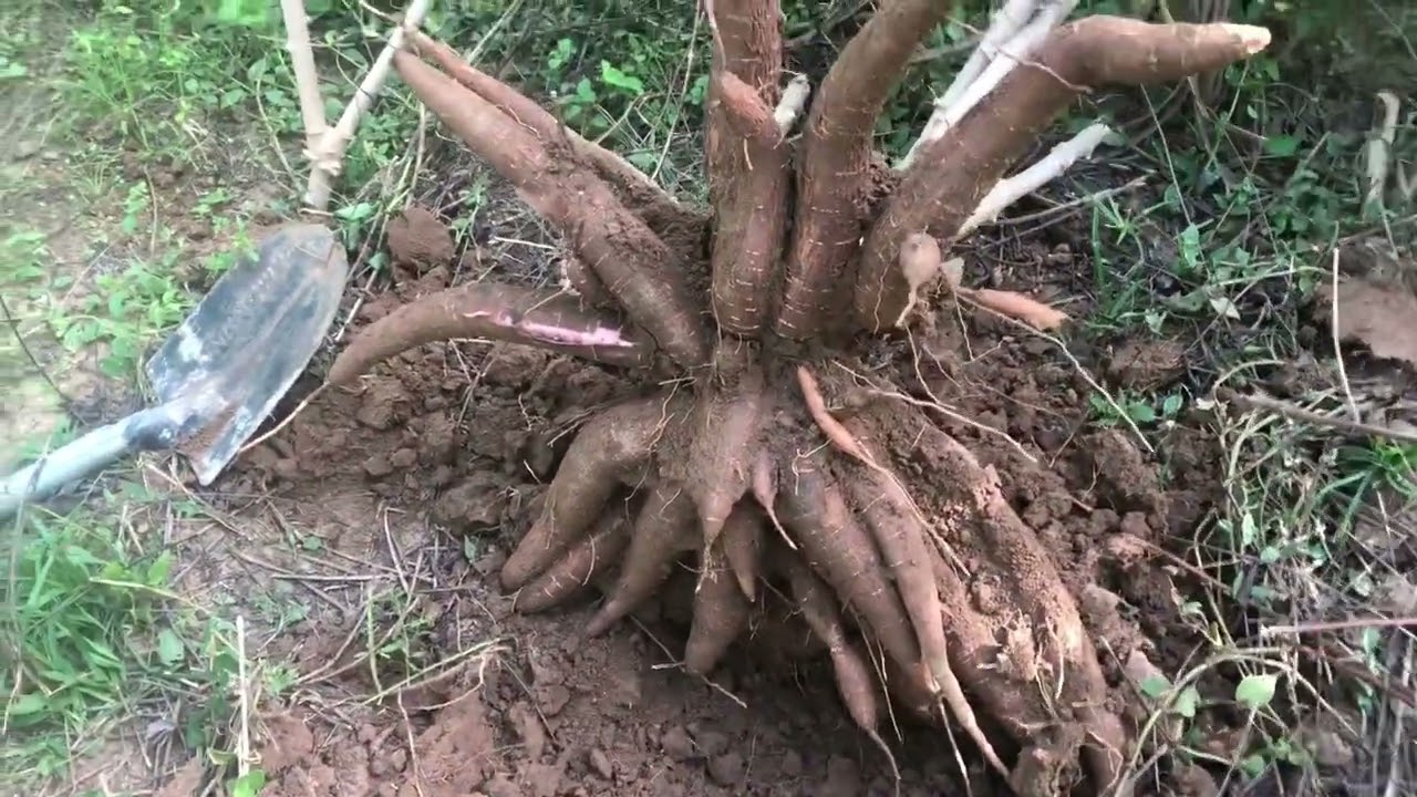 Colhendo mandioca mais uma vez com 6 mês no novo método de plantio veja como é fácil.