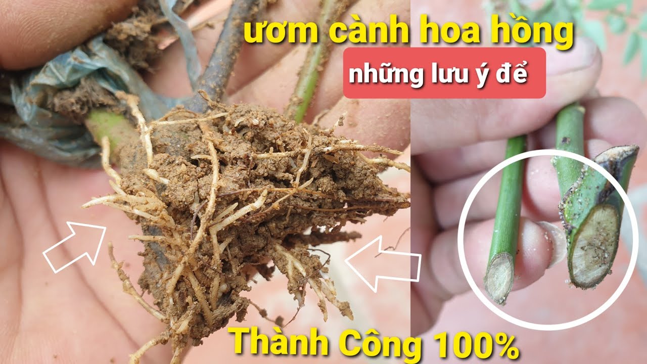 Bí Quyết Ươm Cành Hoa Hồng Từ A-Z Của Nhà Vườn 100% Thành Công
