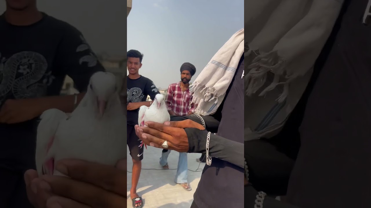 Bazi Ty Kabootar Zoor Maar Ke Gher Gyea🙀#kabootarbazi #punjabkabootar #punjabivlogs