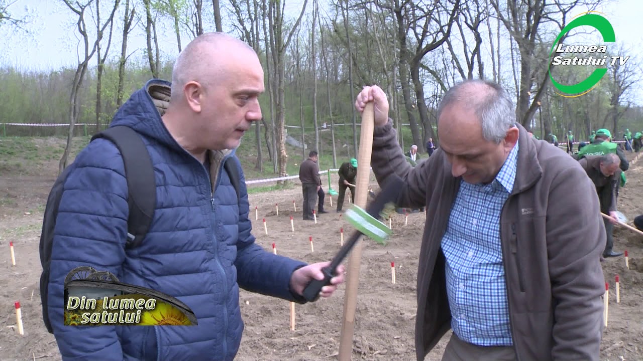 Sfaturi utile: cum plantezi un stejar