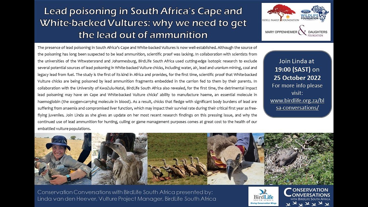 Conservation Conversations: Lead poisoning in South Africa’s Vultures– Linda vd Heever (25Oct22)
