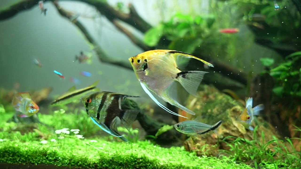 our colorful aquarium fish enjoying.🐠🐠🐠🐠#LiquidGalexi #aquariumlife  #fish #tips #happy #aquarium