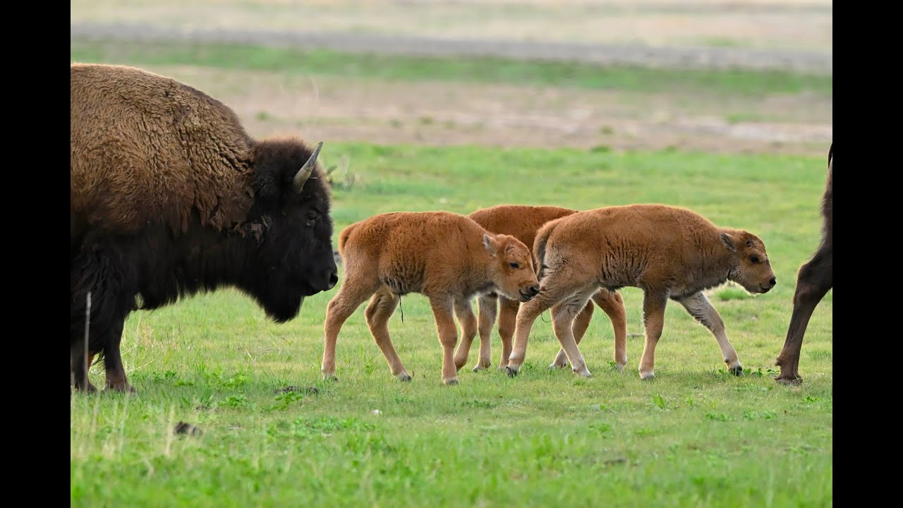 Bison Strolling Through Prairie Meadow!
