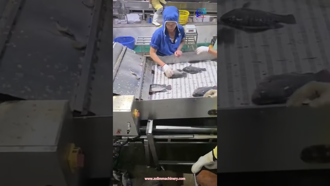 Fish raw material income, fish processing, tilapia