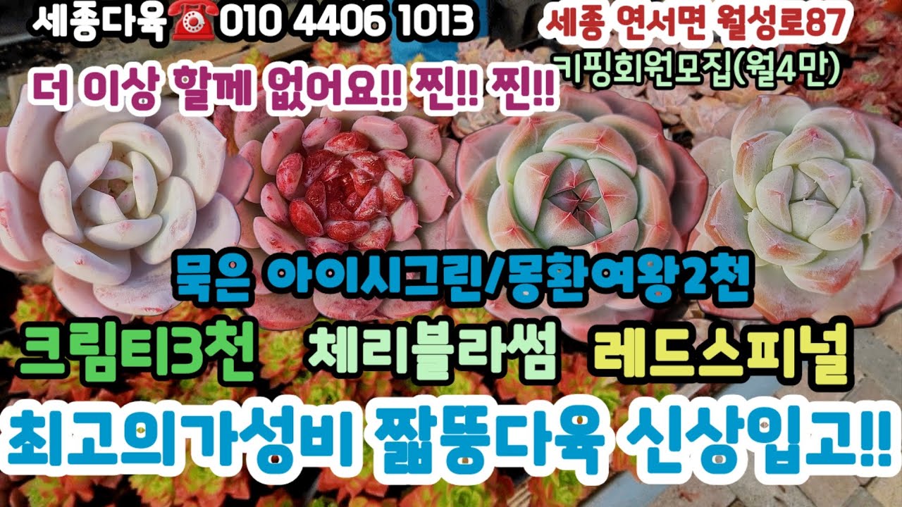 세종다육에 찐 묵둥 짧뚱신상출동 #초보다육 #다육쇼핑