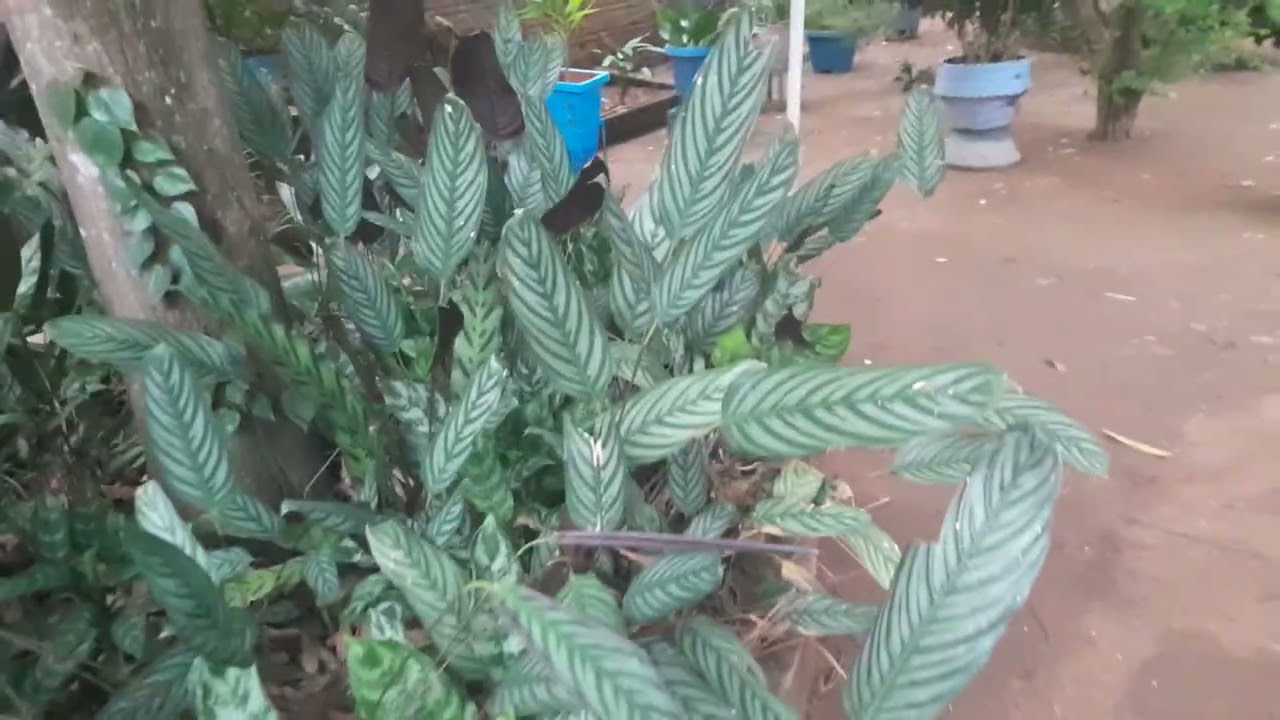 AS LINDEZAS DE MEU JARDIM.