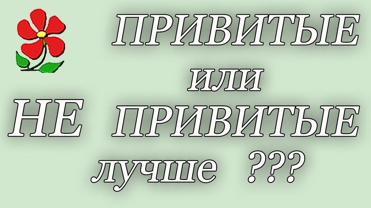 Привитые или не привитые саженцы - что выбрать? Садовый Ликбез.
