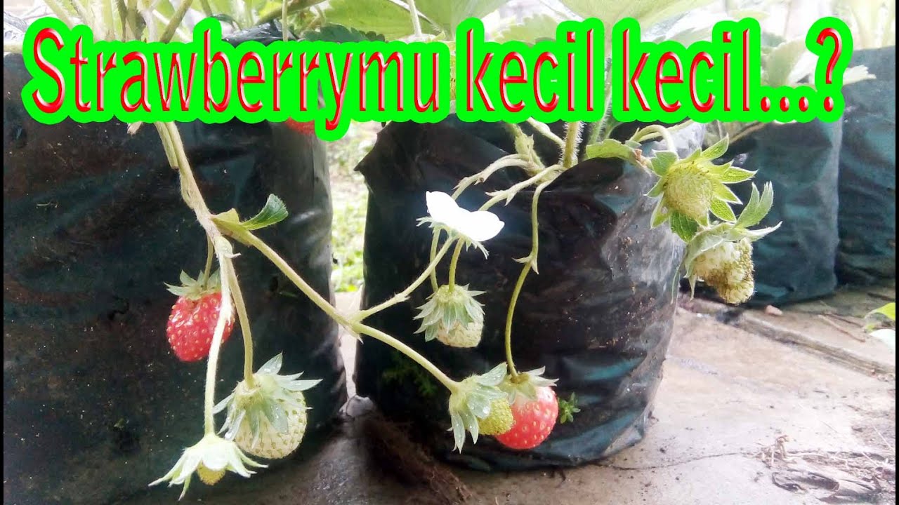 Penyebab Strawberry Berbuah Kecil