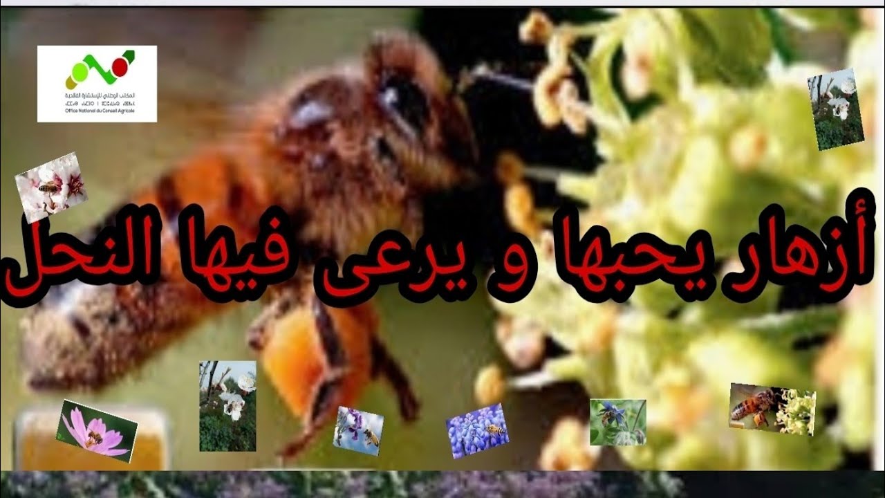 🍂🍃🌿🐝🐝موضوع: نباتات و مراعي النحل، أزهار يحبها النحل و يرعى فيها 🐝🌼🍂🍃🌿