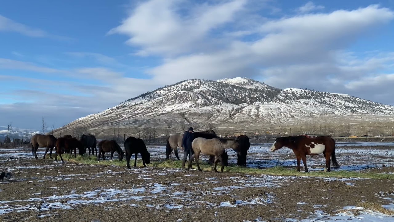 Watching the herd - Camilleshorsemanship